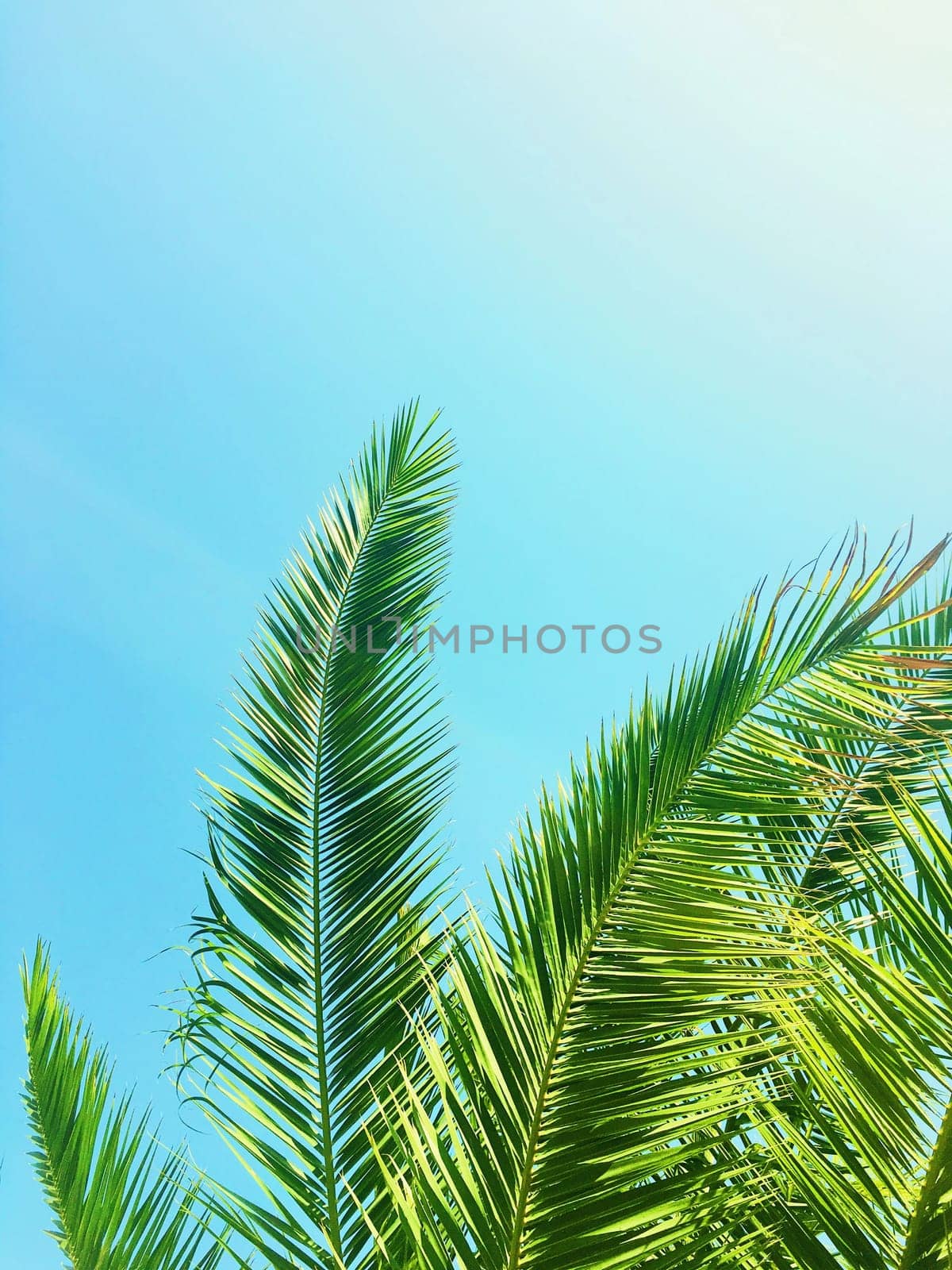 Tropical nature, vintage backdrop and summer vacation concept - Palm tree leaves and the sky, summertime travel background
