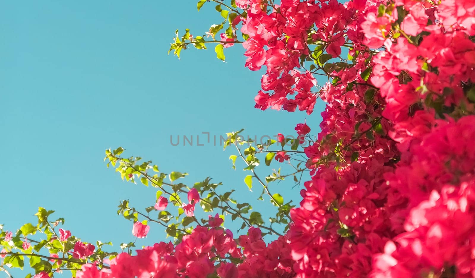 Floral background, spring nature and botanical beauty concept - Coral blooming flowers and blue sky, feminine style background