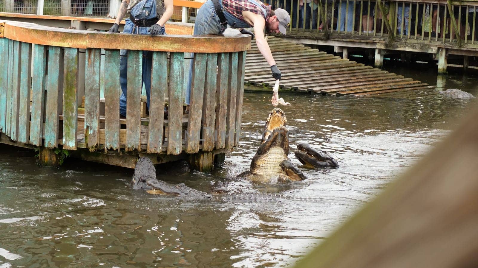 An alligator snapping its jaws while being fed a piece of meat by a gloved zookeeper at a wildlife park in Florida. More alligators swim around in the murky water below the wooden walkway.