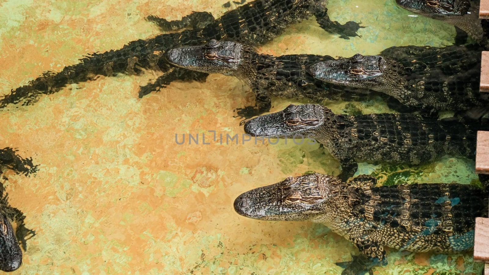 Several juvenile alligators swim in a gator farm in Florida, USA. The gators are various sizes and are in a shallow pool with a solid concrete slab in the background.