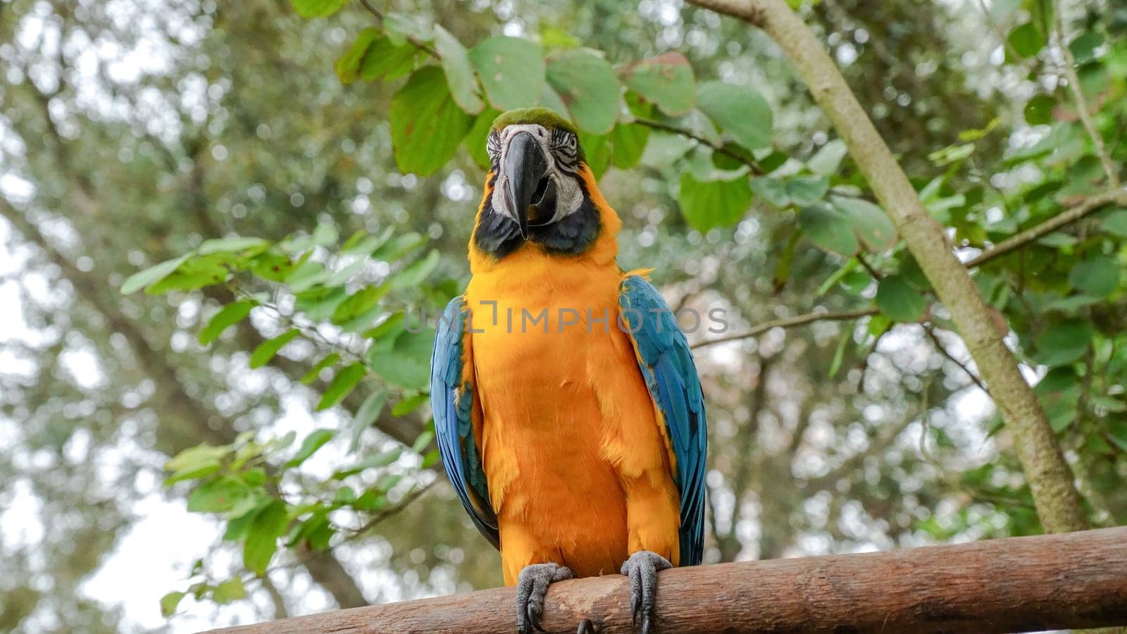 Colorful parrot perched on a tree branch with lush green leaves. The parrot has bright yellow and blue feathers and is looking directly at the camera. Its appearance is vibrant and eye-catching.