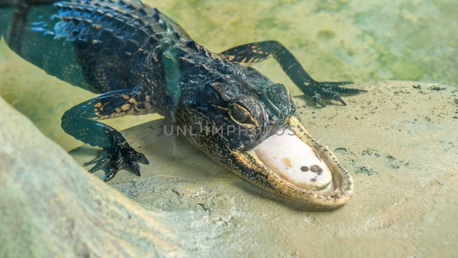 Famous Jawless Alligator Jawlene Resting on Rock with Sharp Teeth in Murky Green Pond.