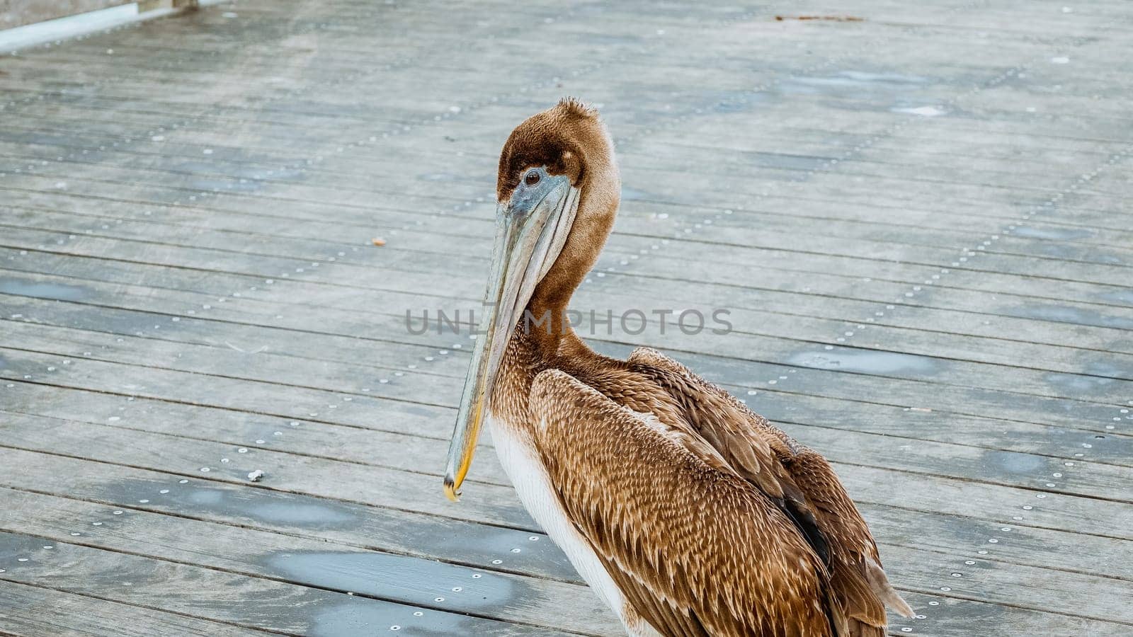 A brown pelican perched on a weathered dock by the ocean, gazing at the camera. The docks puddles reflect the sky, with the vast ocean and clear blue sky in the background.