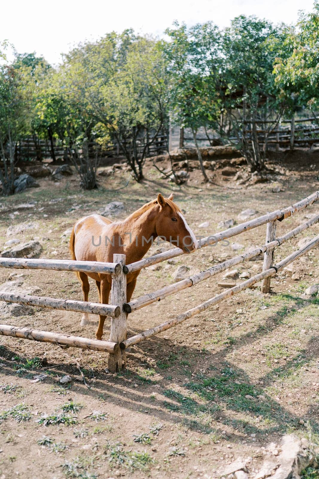 Bay horse stands behind a wooden fence in a pasture by Nadtochiy