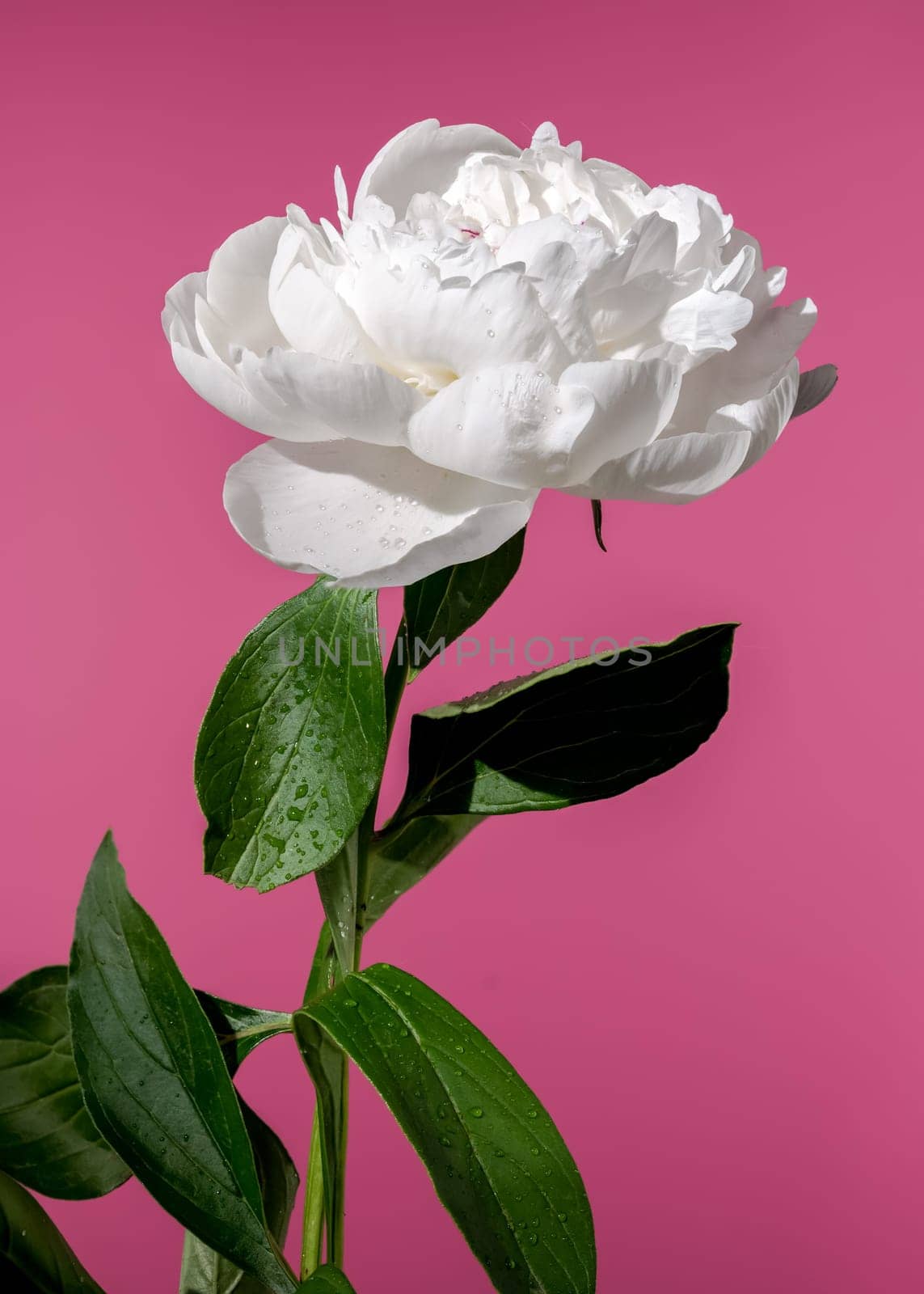 Beautiful Blooming white peony festiva maxima on a pink background. Flower head close-up.