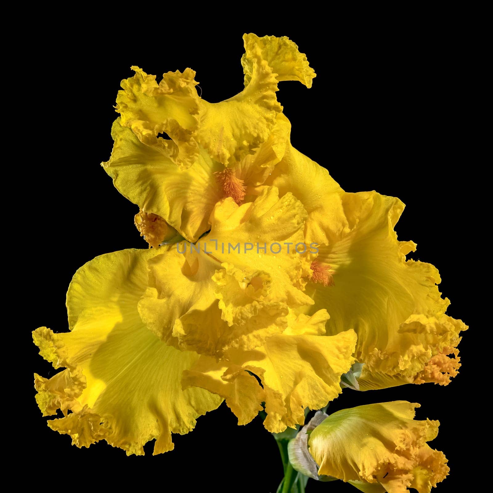 Beautiful Blooming yellow iris on a black background. Flower head close-up.