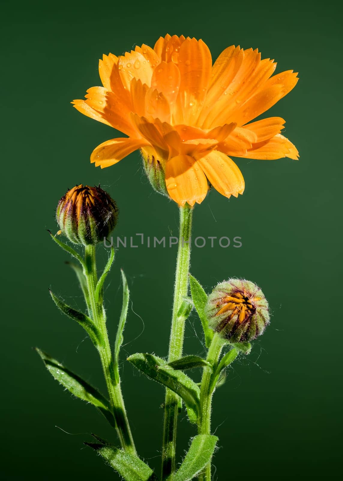 Orange Calendula officinalis on a green background by Multipedia