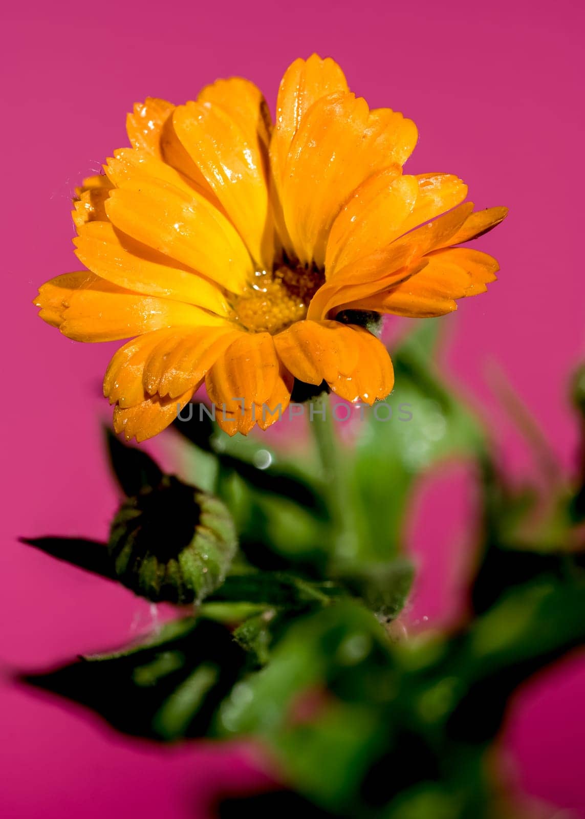 Beautiful Blooming Calendula officinalis flowers on a pink background. Flower head close-up.