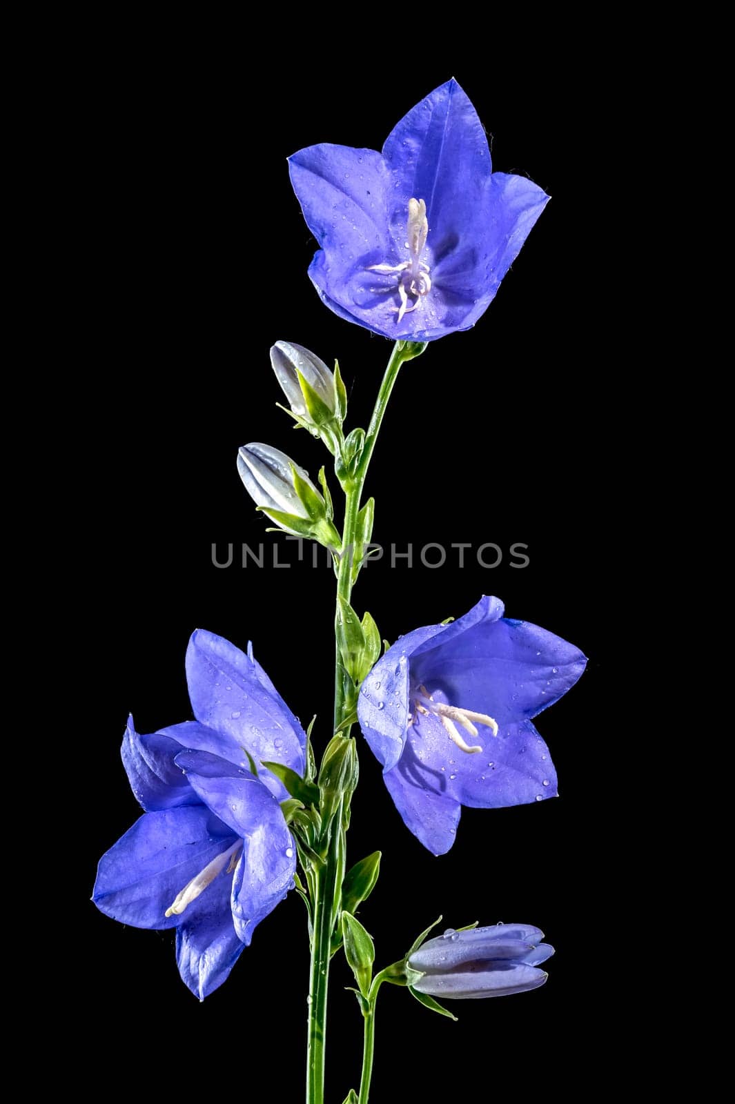 Blooming blue bellflower on a black background by Multipedia