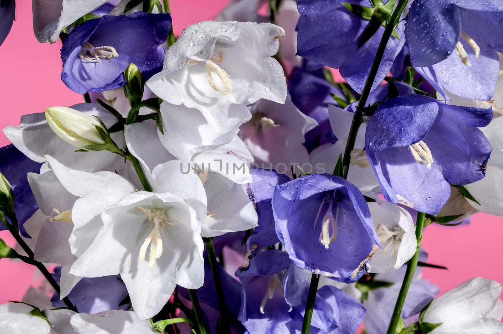 Beautiful Blooming  bellflower or campanula on a pink background. Flower head close-up.