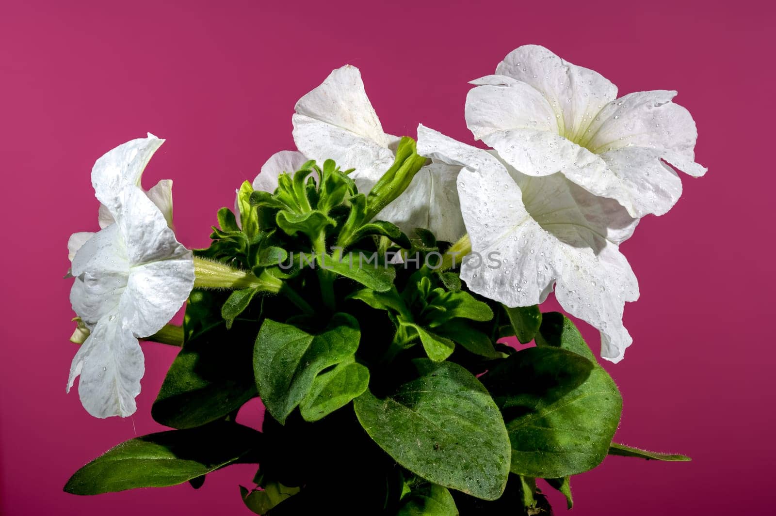 Beautiful Blooming white Petunia surfinia snow flowers on a Crimson background. Flower head close-up.