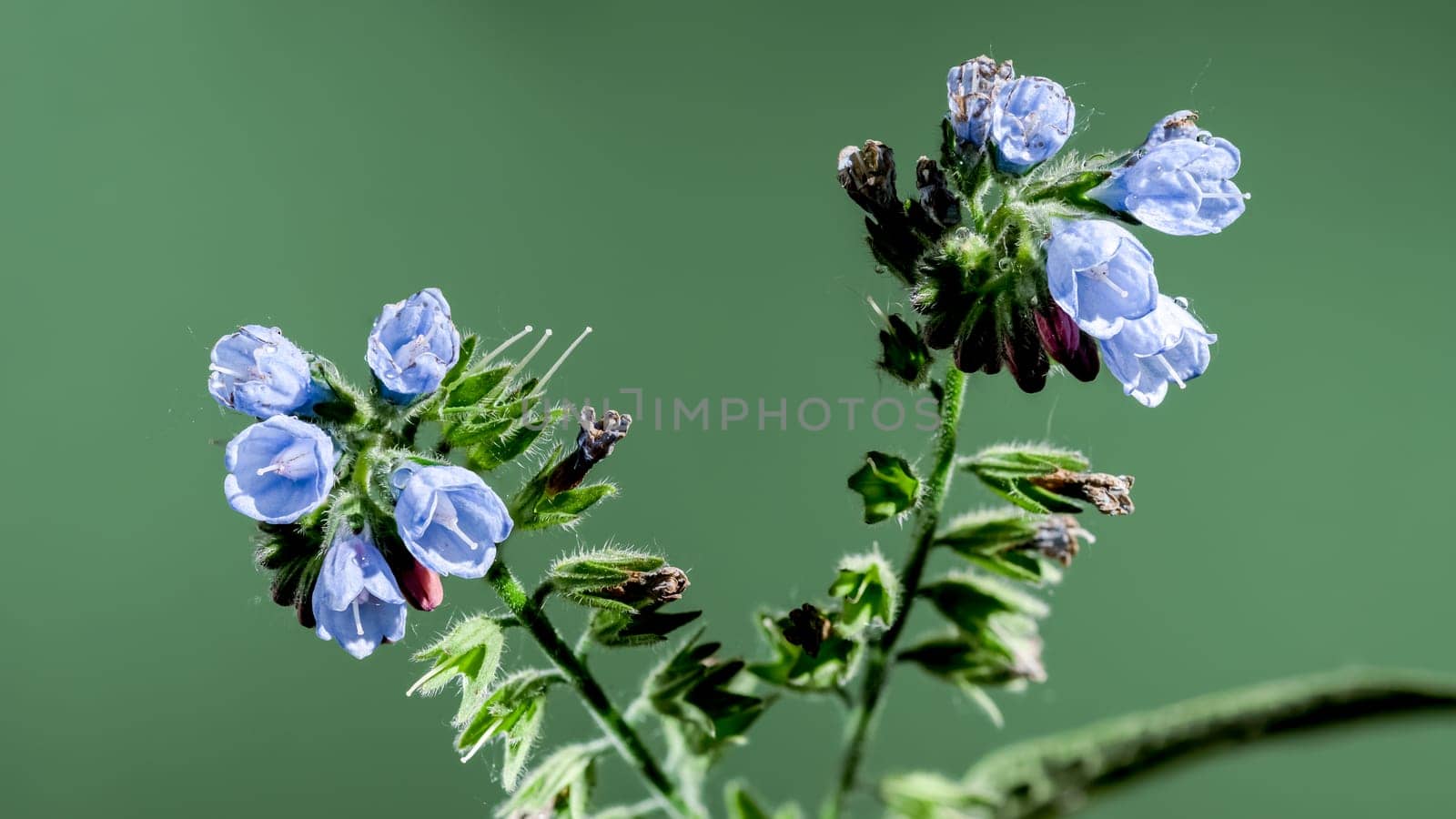 Blue Symphytum officinale flowers on a green background by Multipedia