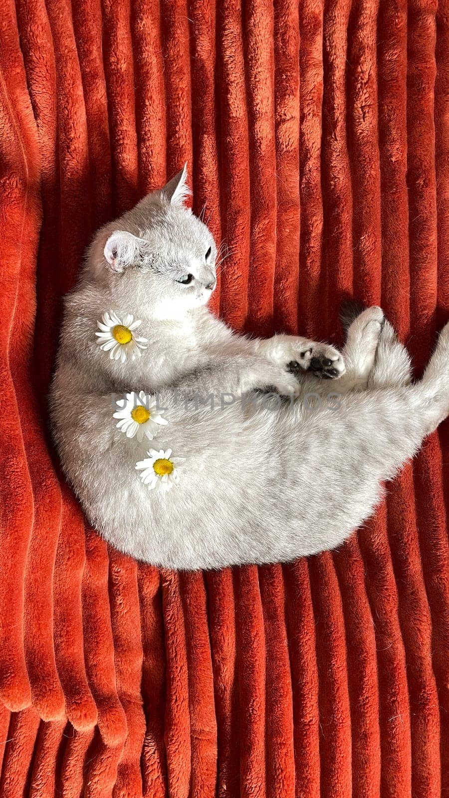 Scottish kitten resting on an orange blanket on bed decorated with fresh daisies on its back,concept of cozy,well-fed life for pet, High quality photo