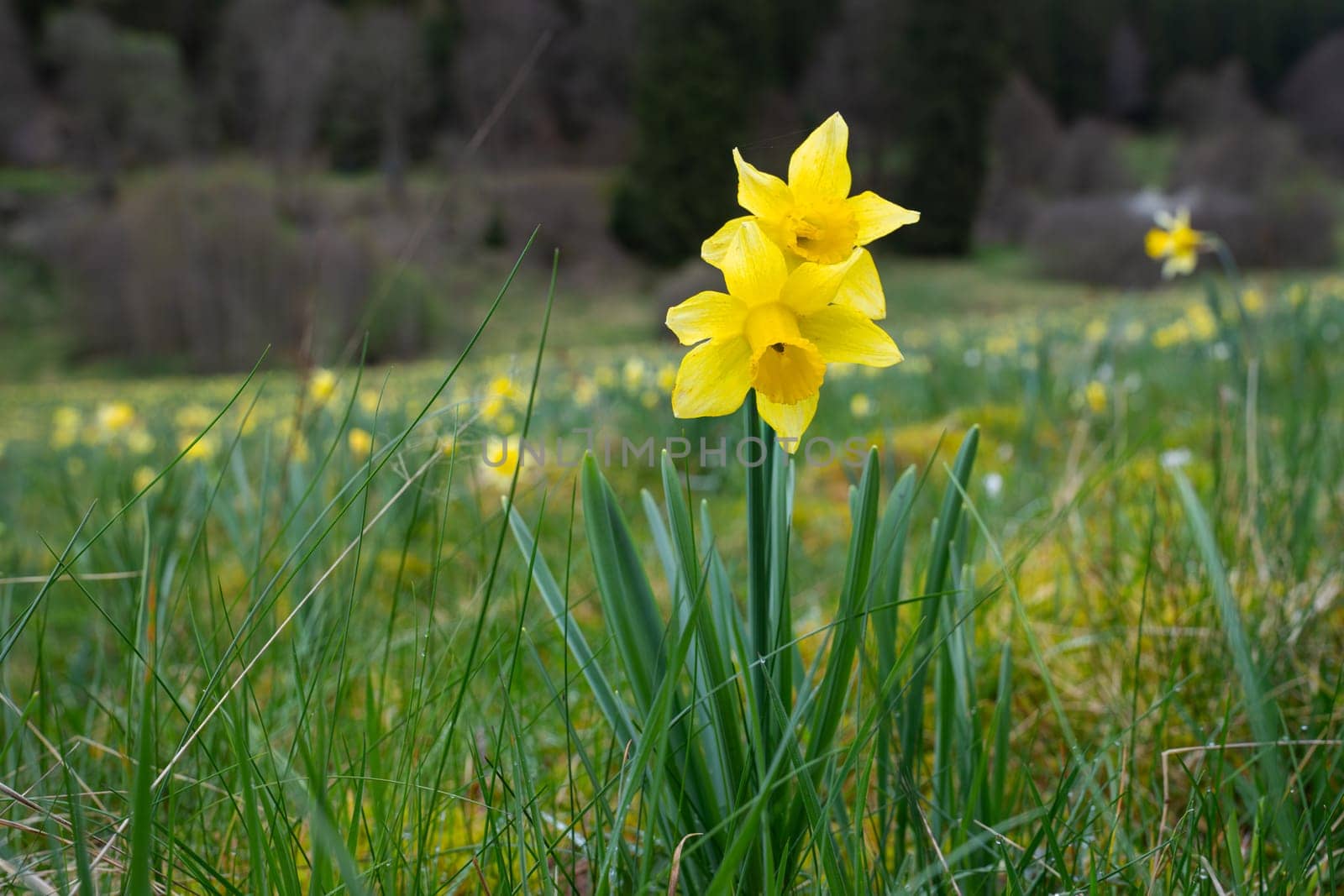 Daffodil flowering time in Northern Eifel area, springtime in Hellenthal, North Rhine Westphalia, Germany