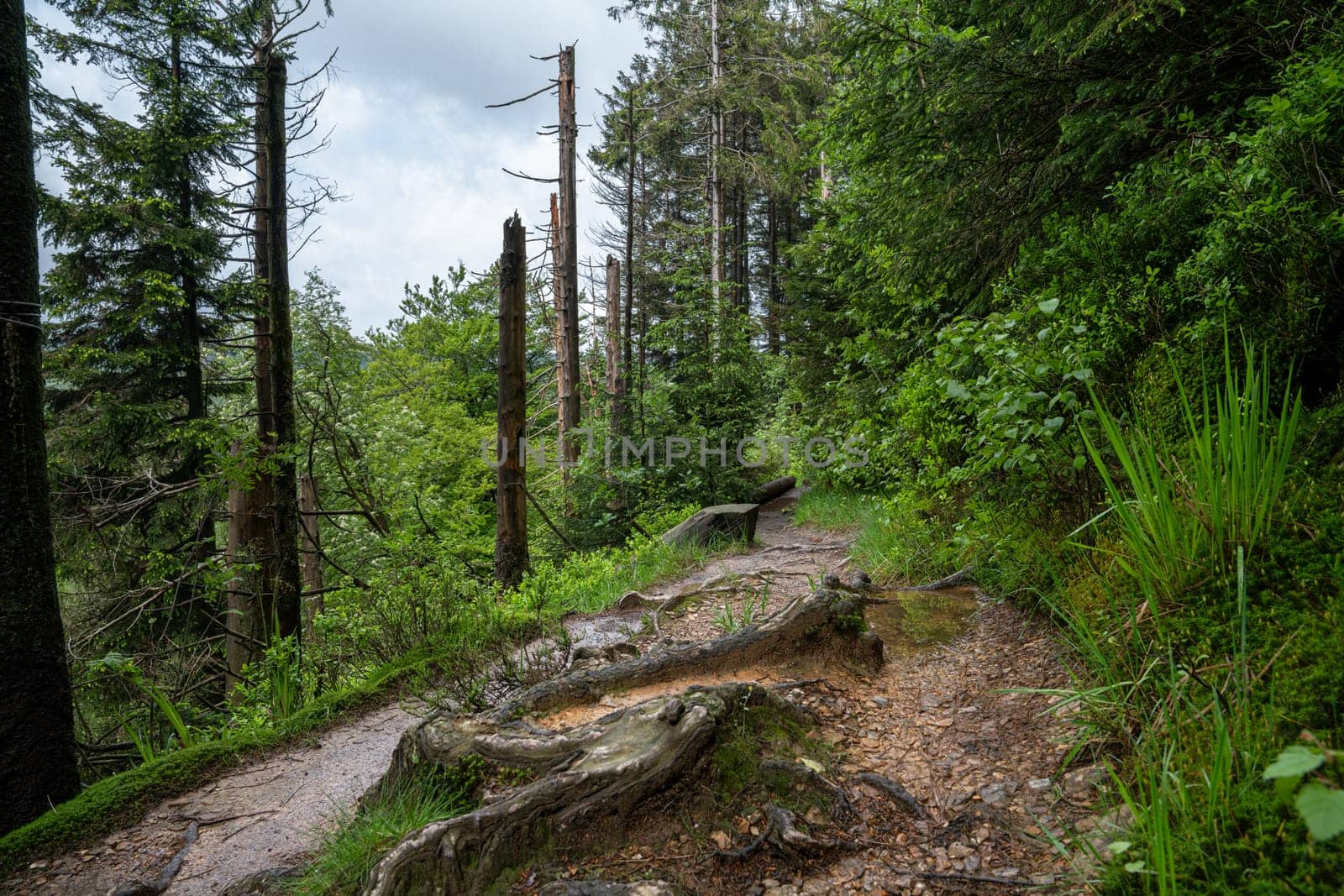 High Fens, Eifel, Belgium by alfotokunst