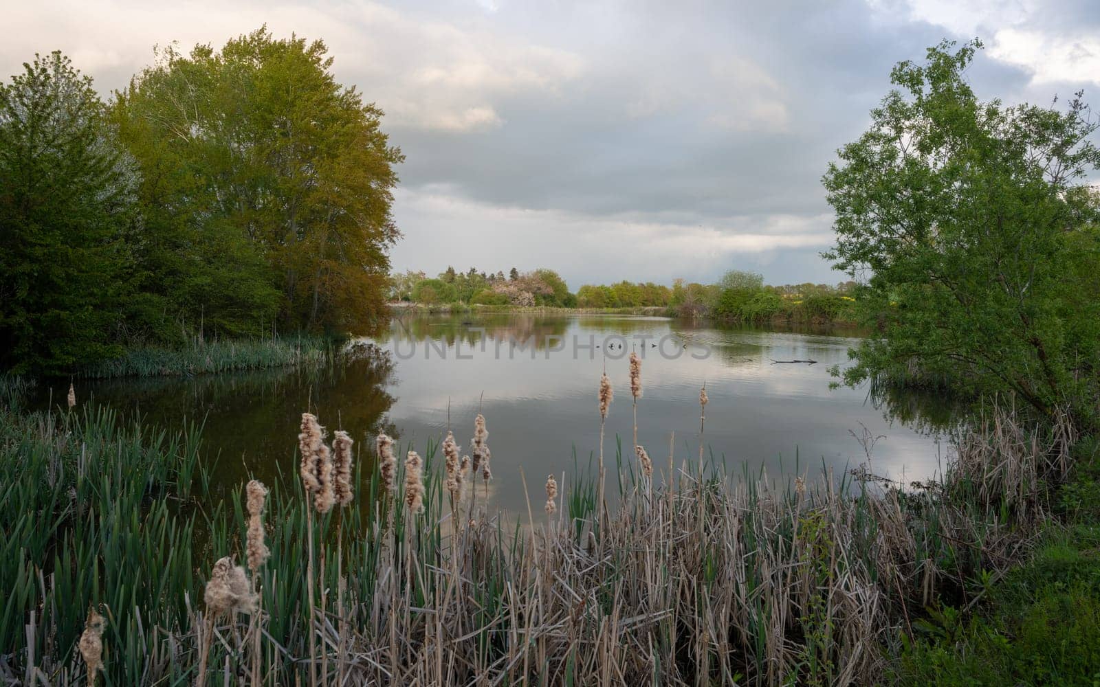 Panoramic image of nature reservat Thuerer meadows close to Mendig during sunrise, Eifel, Rhineland-Palatinate, Germany