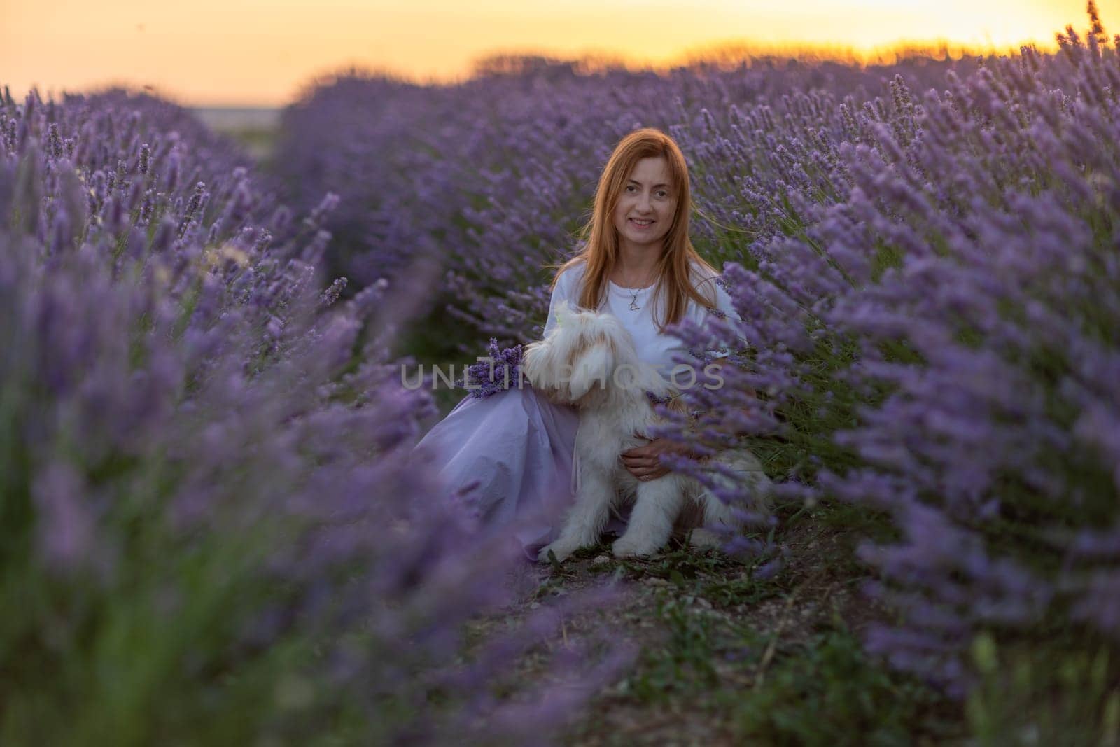 A woman sits in a field of lavender flowers with a dog by her side by Matiunina