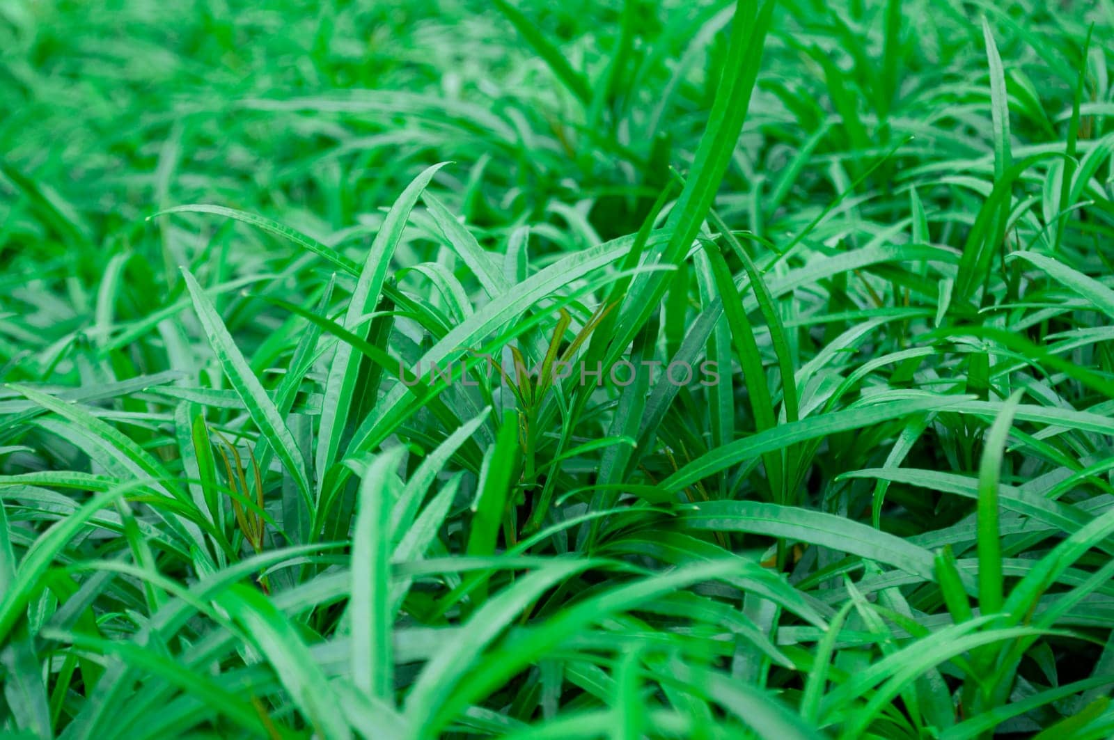 Green leaf background suitable for wallpaper or for text