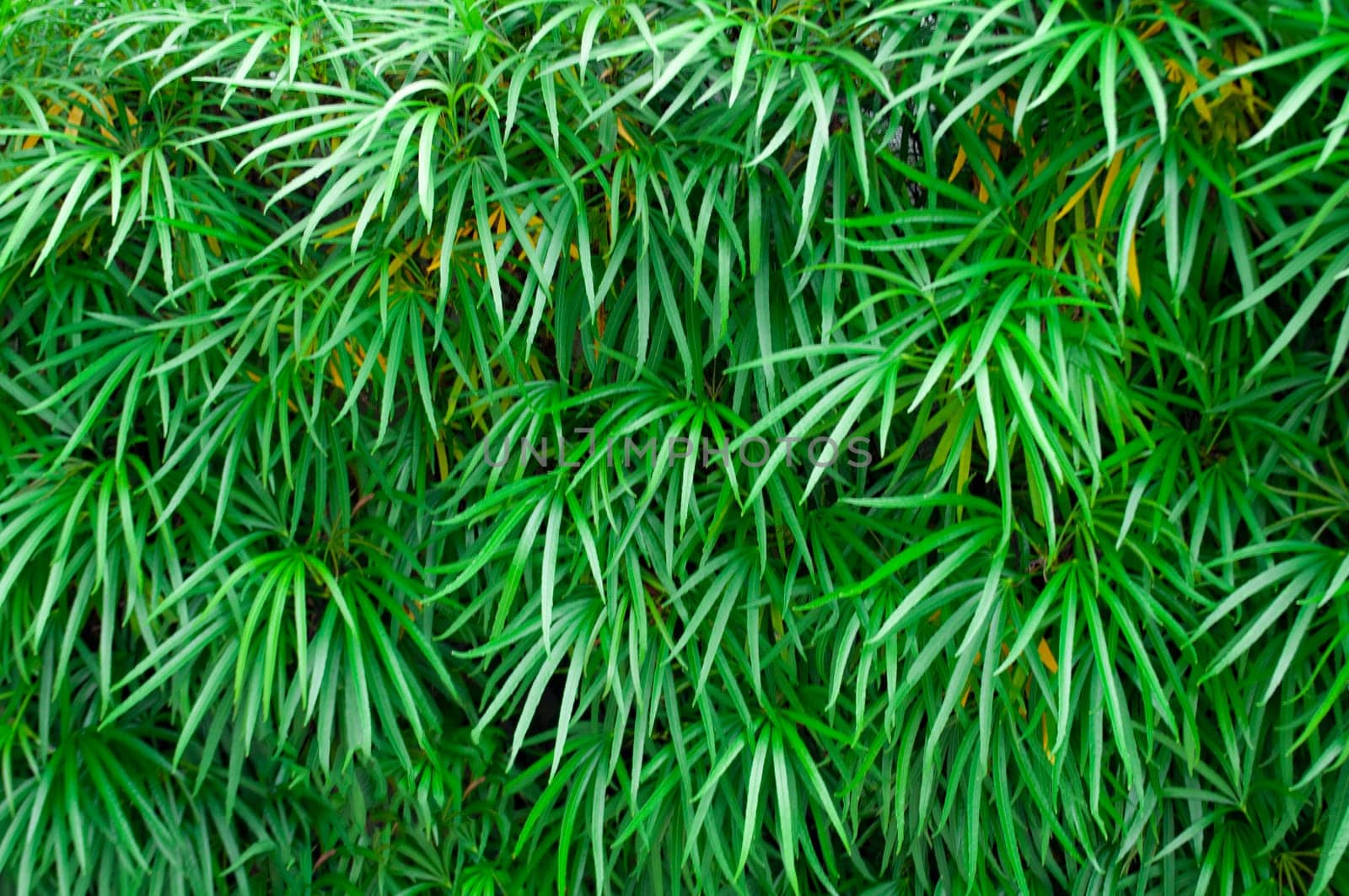 Green leaf background suitable for wallpaper or for text.
