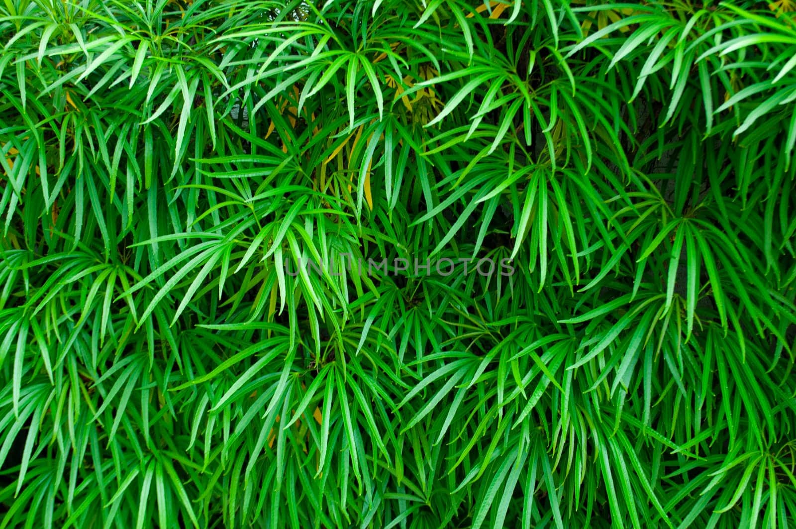 Green leaf background suitable for wallpaper or for text.