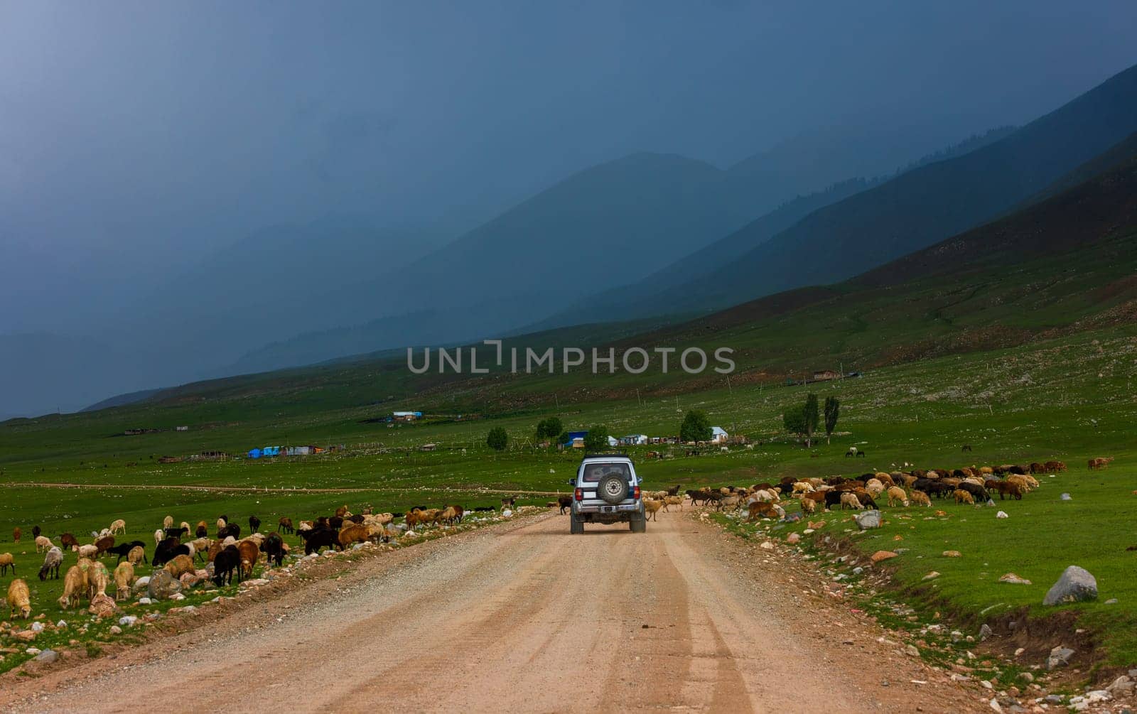 SUV driving on dirt road through scenic countryside with grazing sheep and rural homes in the background in Semenovskoye gorge, Kyrgyzstan