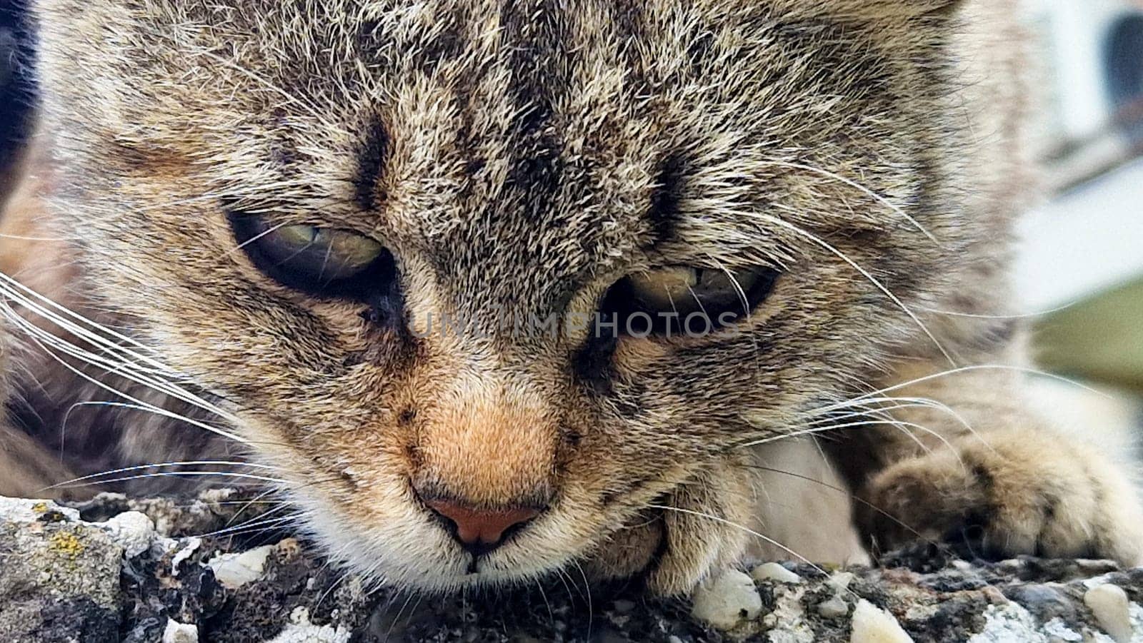 Striped cat portrait. Close up.