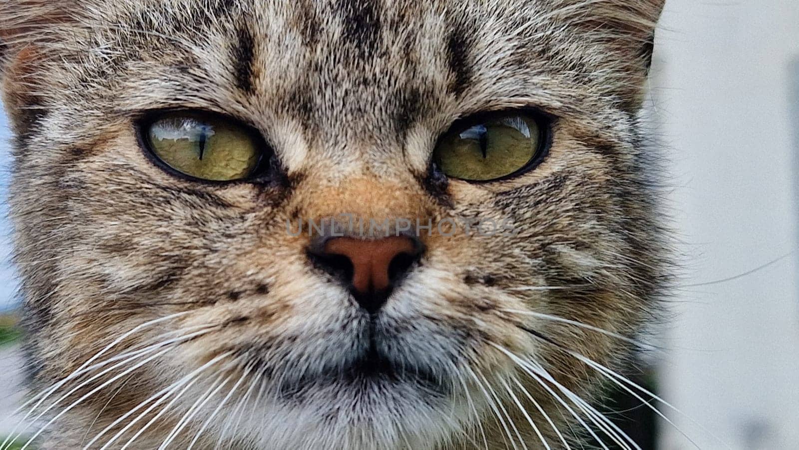 Striped cat portrait. Close up.