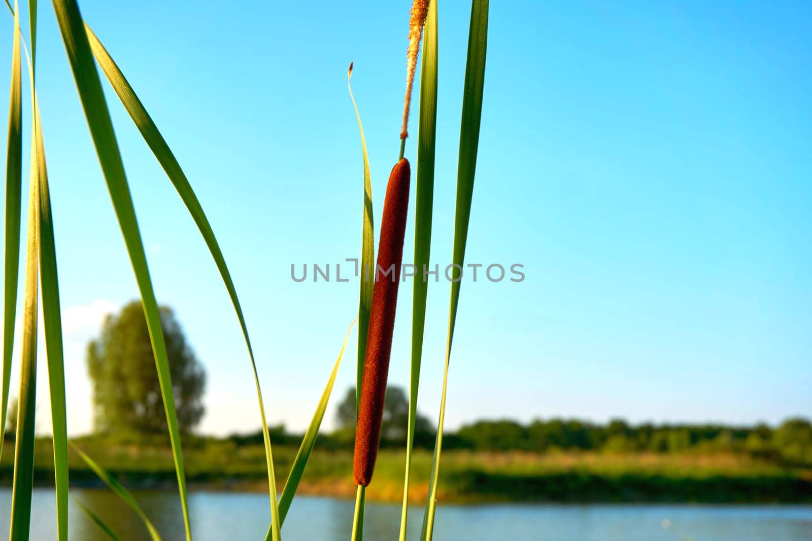 Lonely reeds in a ray of sunshine on the river bank by jovani68