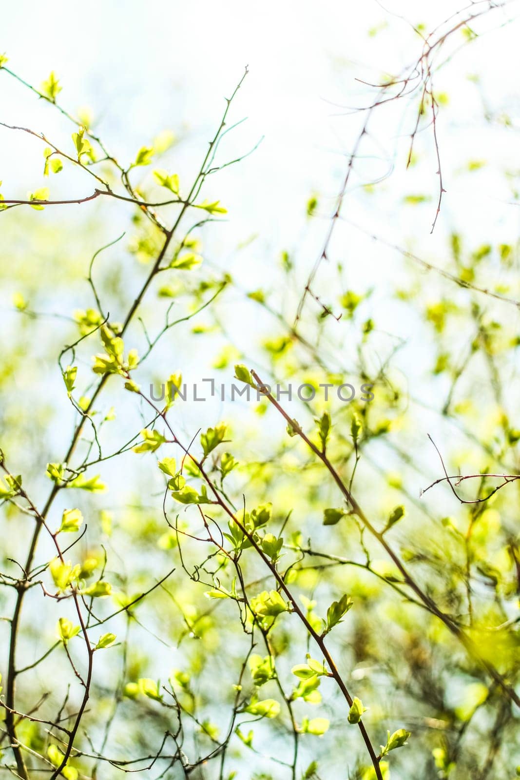Natural environment, botanical textures and bioenergy concept - Green leaves in springtime, nature background