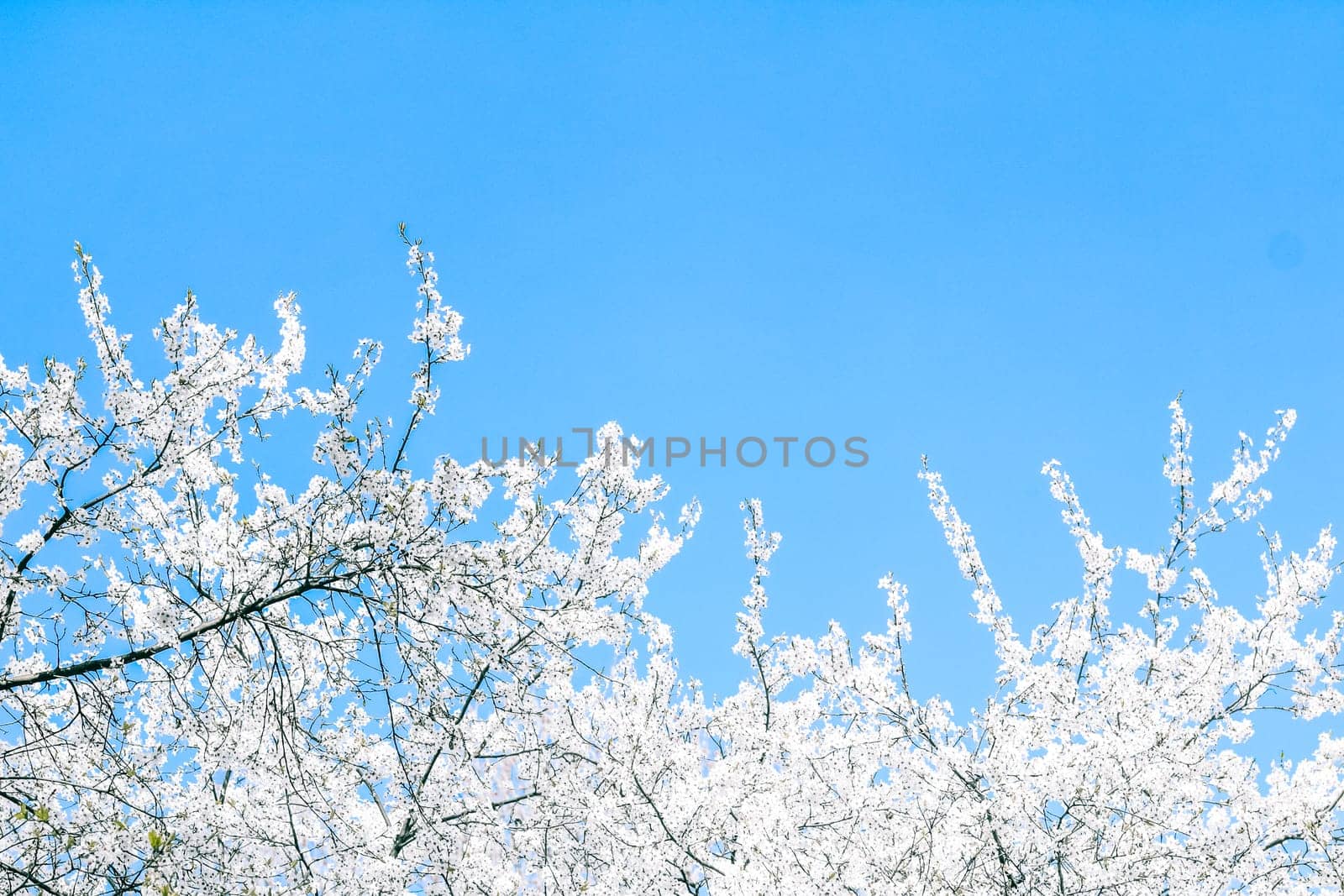 Floral beauty, dream garden and natural scenery concept - Cherry tree blossom and blue sky, white flowers as nature background