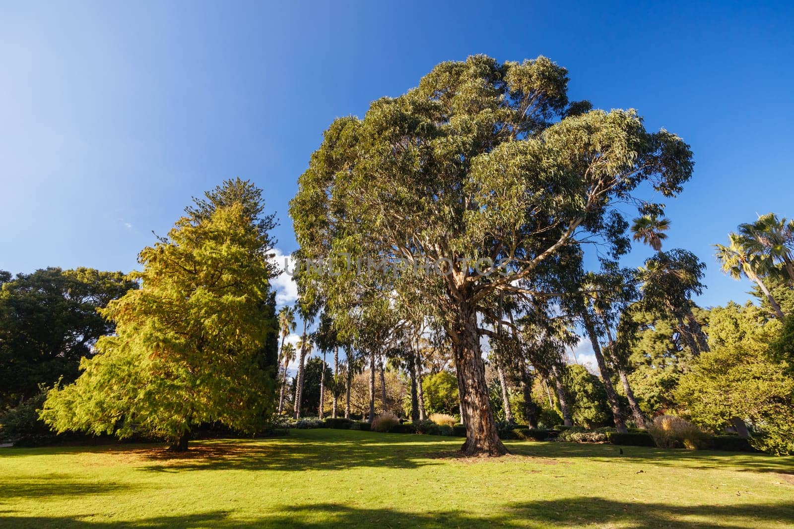 Williamstown Botanic Gardens in Melbourne Australia by FiledIMAGE