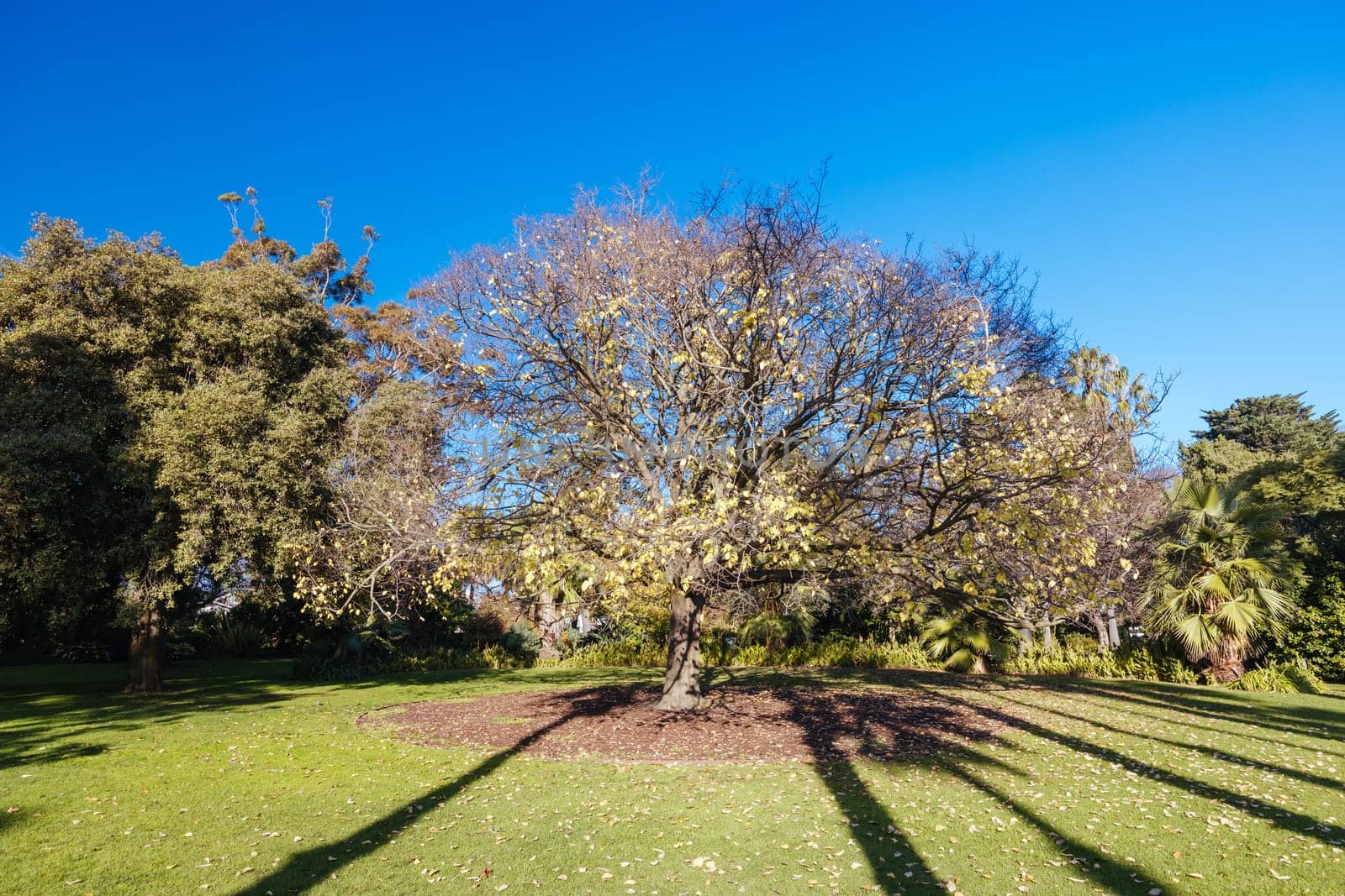 Williamstown Botanic Gardens on a cool winter's afternoon in central Williamstown in Melbourne, Victoria, Australia