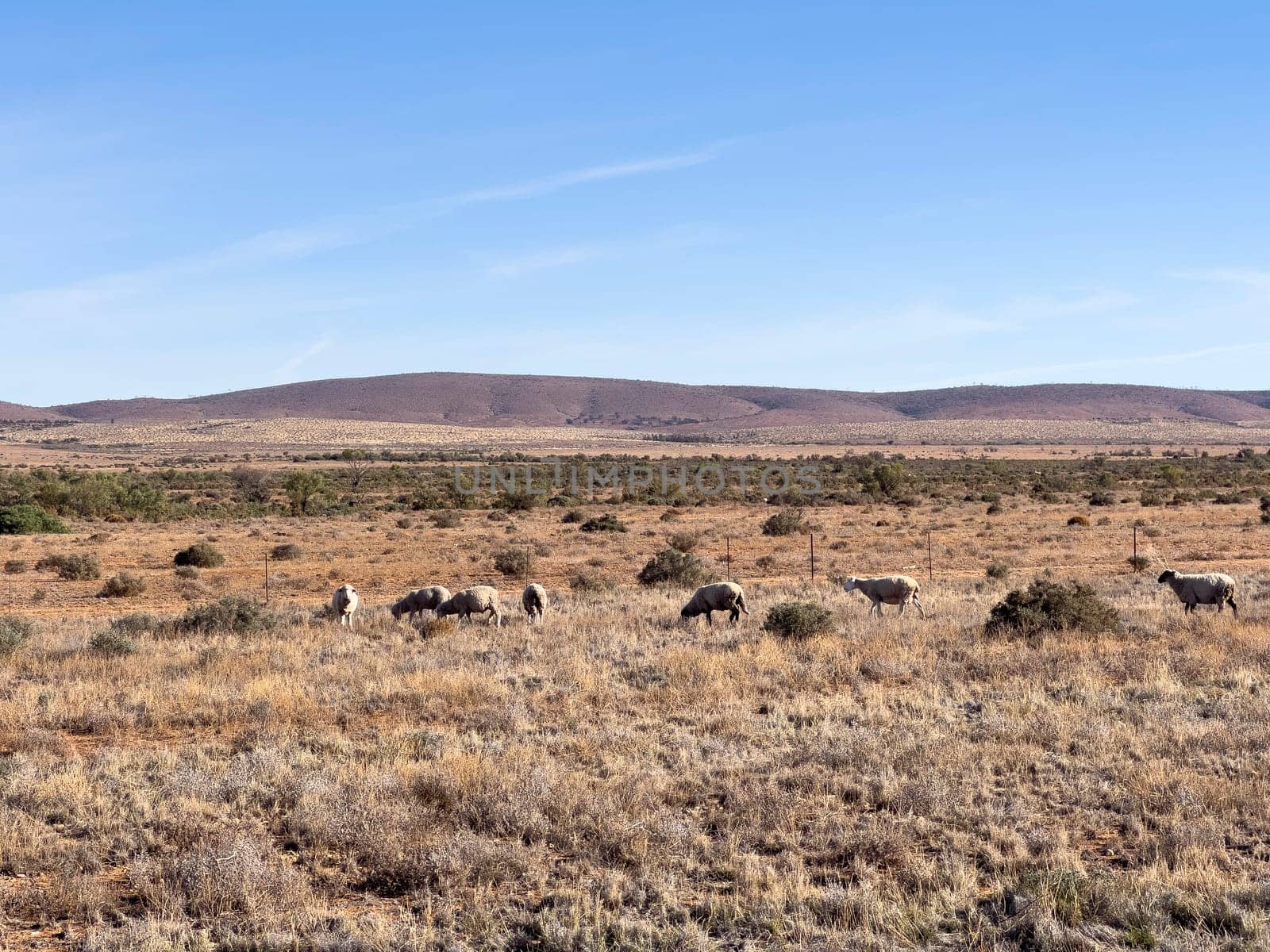 Distant mountains in the Ikara Flinders Ranges, sheep grazing