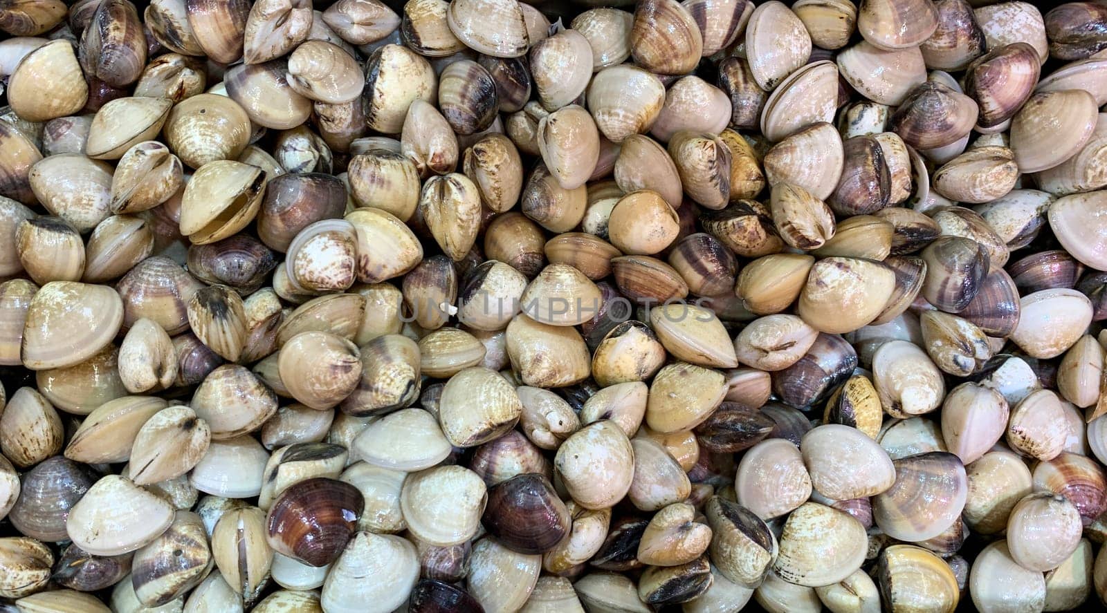 Top view of shell mussels or clam display in wet market. Seafood concept.