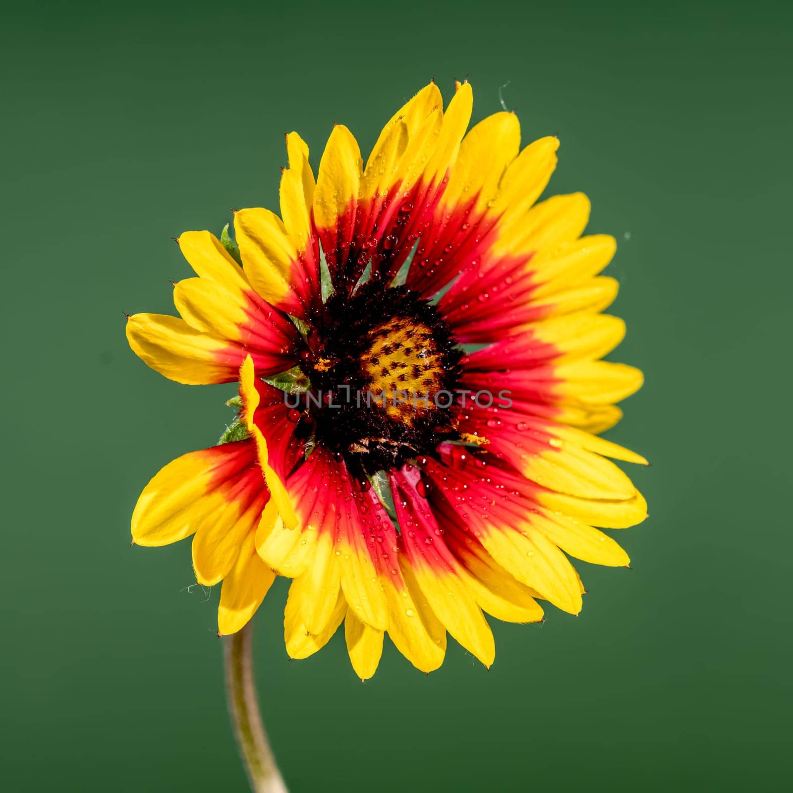 Blooming red Gaillardia on a green background by Multipedia