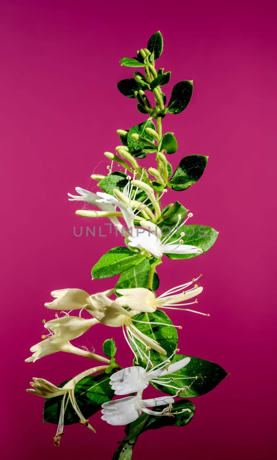 Beautiful Blooming white decorative honeysuckle on a pink background. Flower head close-up.