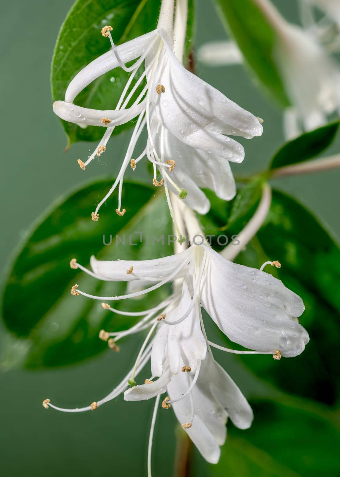 Beautiful Blooming white decorative honeysuckle on a green background. Flower head close-up.