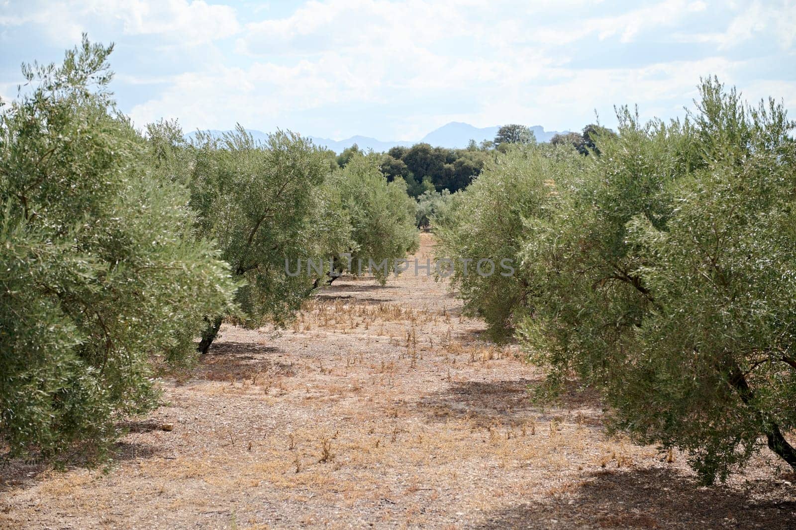 Serene olive grove under a clear blue sky on a sunny day by artgf