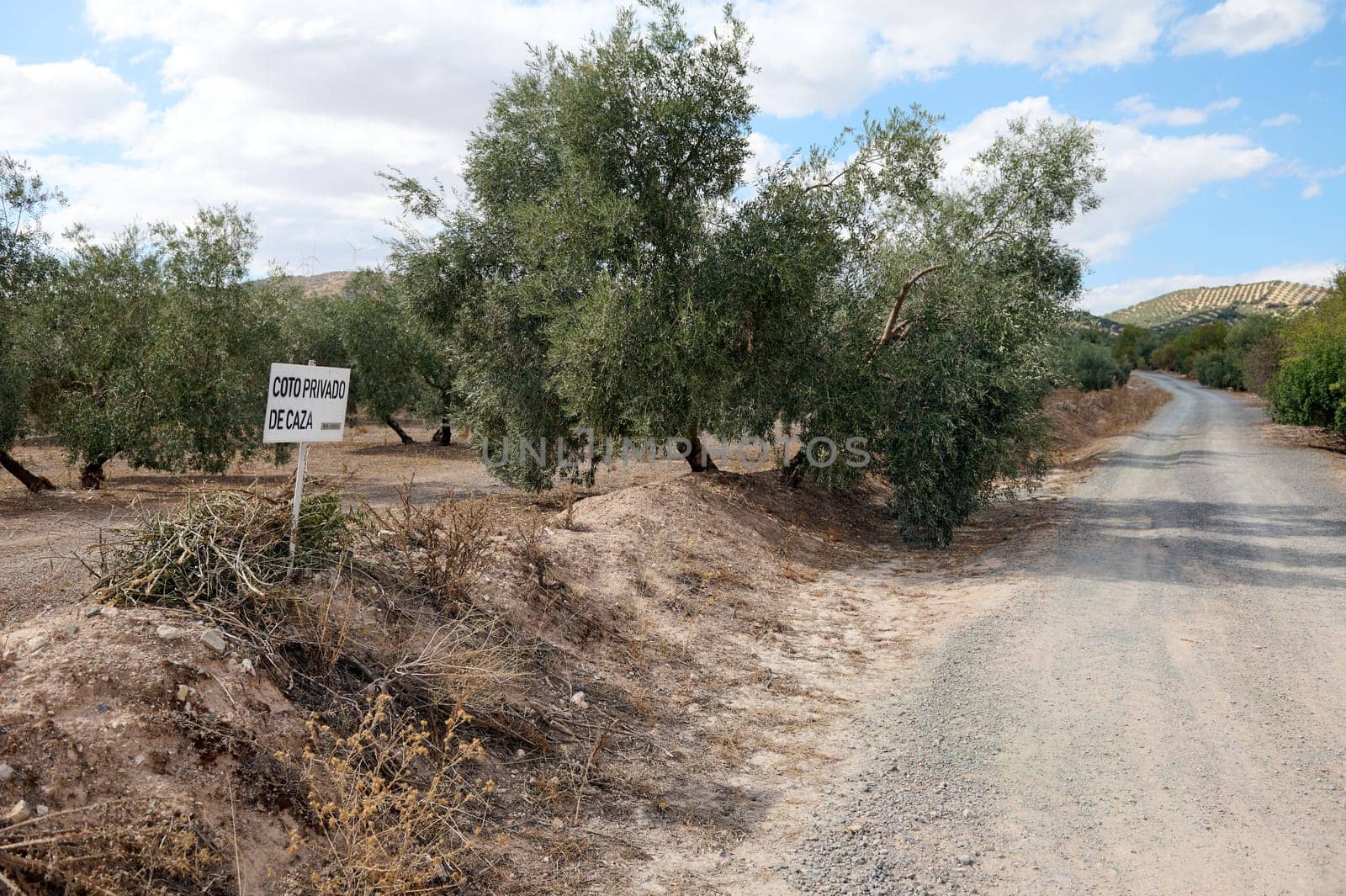 Scenic view of rural dirt road through olive grove in countryside by artgf