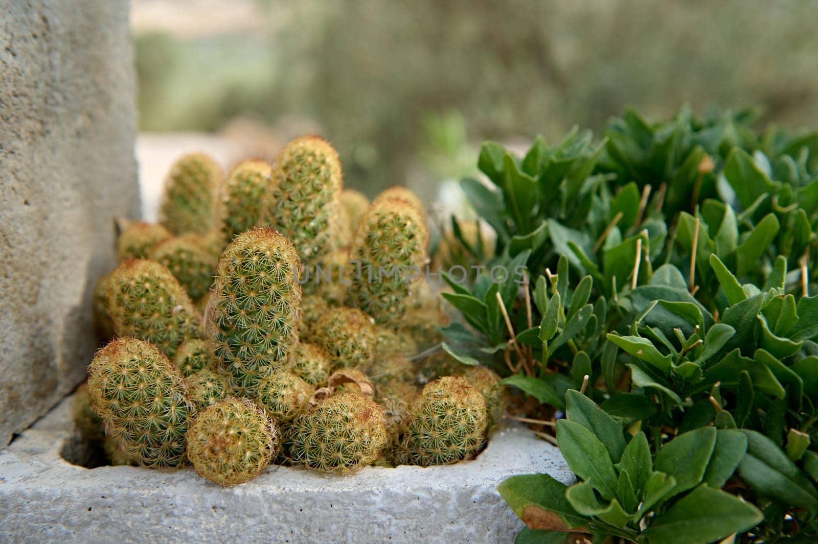 Small cactus plants growing next to green foliage in a garden by artgf