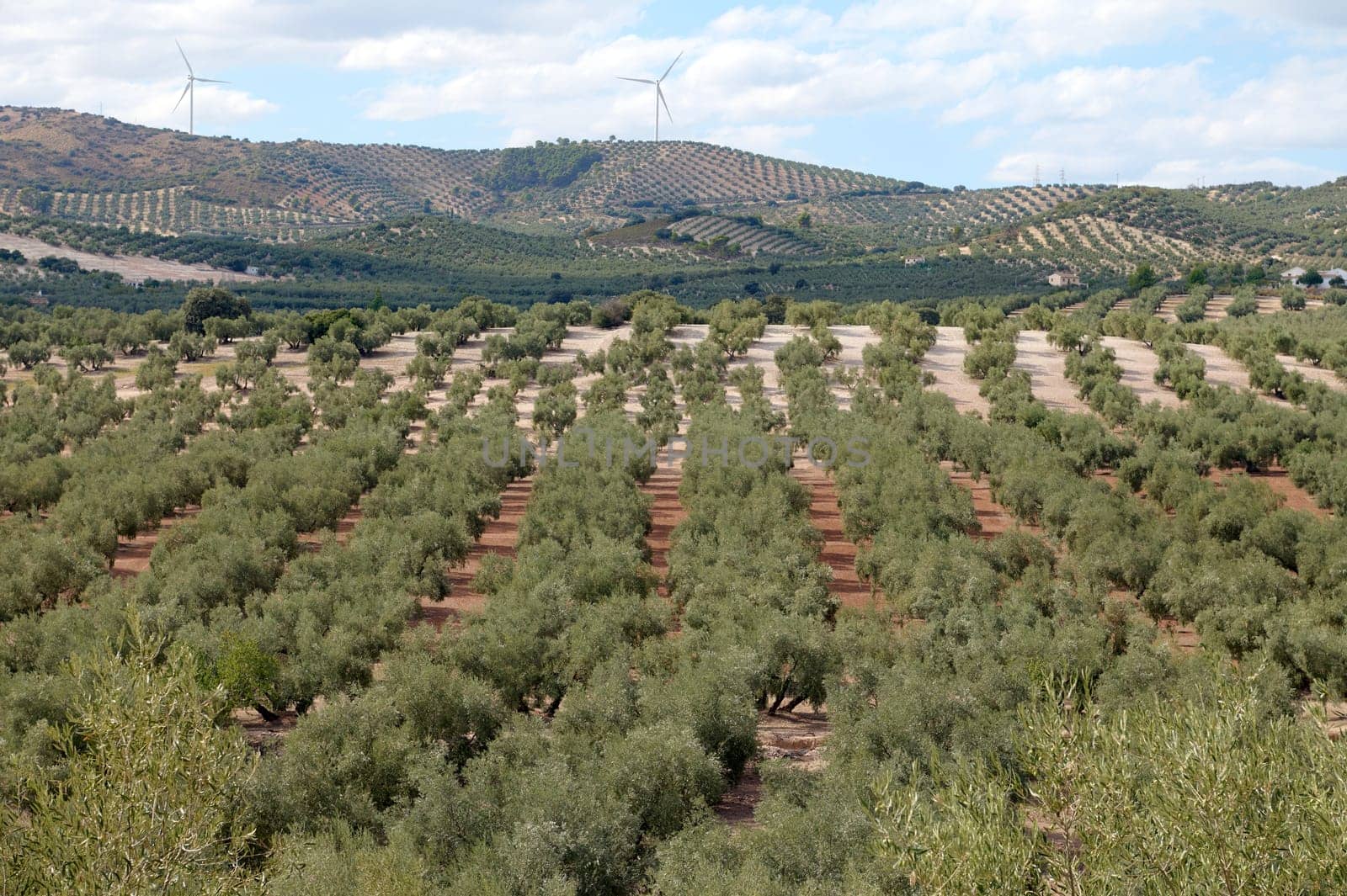 Panoramic view of an expansive olive grove, with neatly aligned trees stretching over rolling hills and wind turbines in the distance.