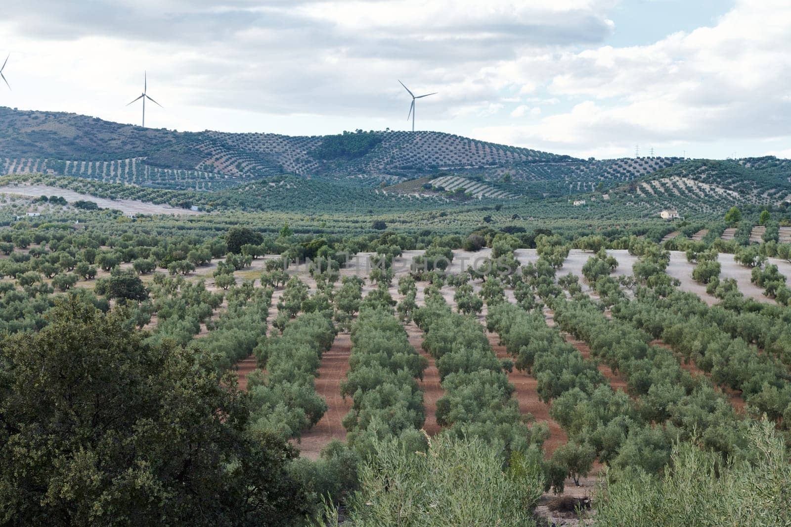 Scenic view of an olive tree orchard with hills and wind turbines by artgf