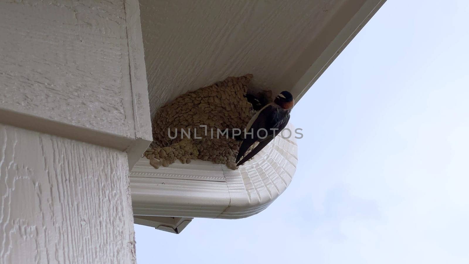 Close-up view of a bird nest tucked under the roof of a suburban house, captured against a clear blue sky. The nest is situated near the house gutter system, highlighting a common nesting spot for birds.