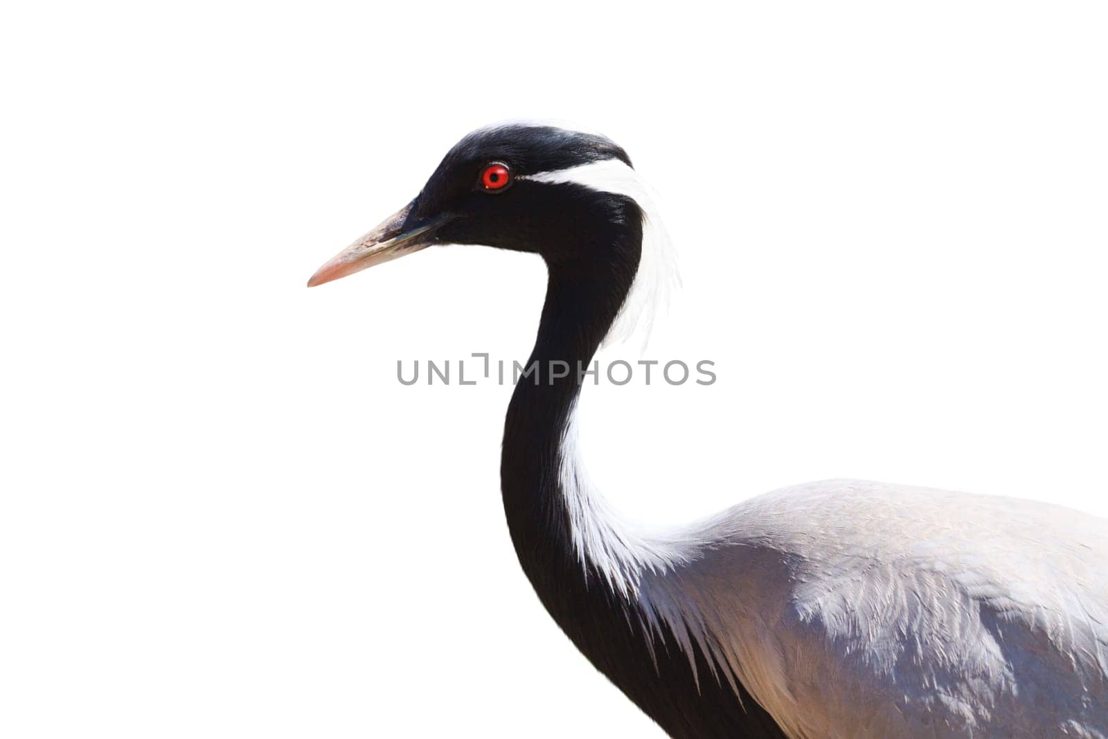 crane isolated on white background, birds