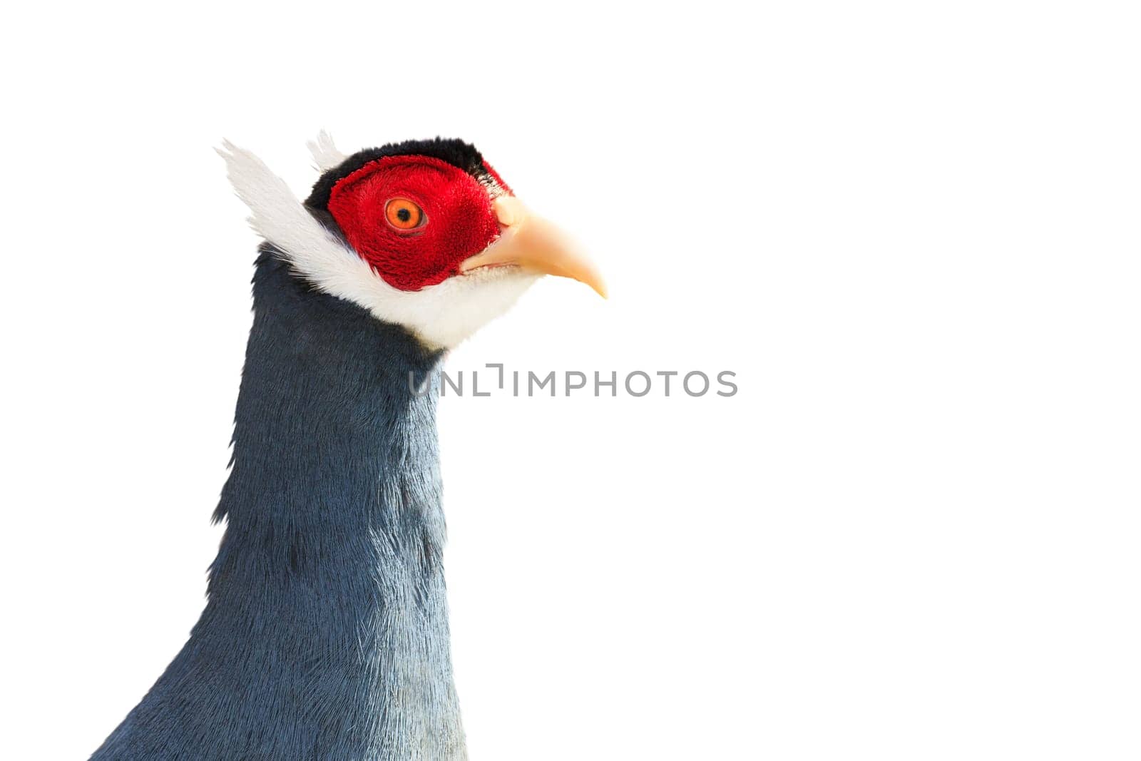 pheasant isolated on white background, birds