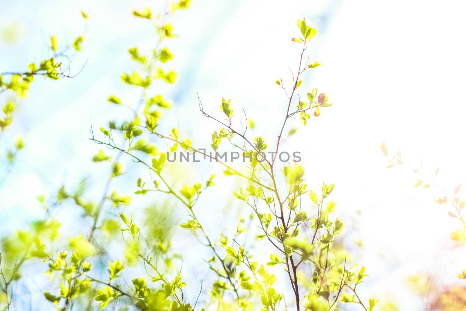Natural environment, botanical textures and bioenergy concept - Green leaves in springtime, nature background