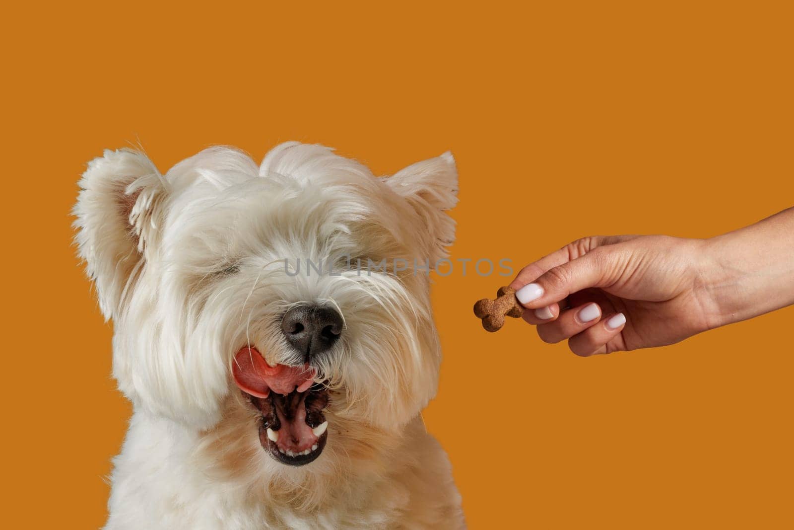 happy dog licks while waiting for food in bone-shaped sticks, animal care concept, healthy food for dogs, animal care concept