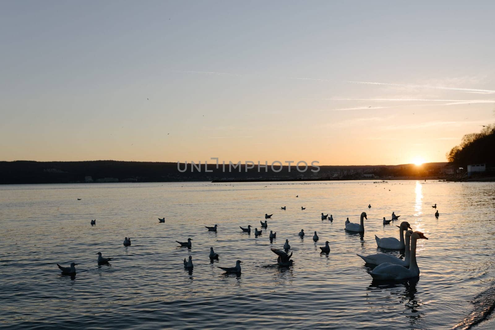 A flock of white swans in the calm waters of the Black Sea in Varna, Bulgaria