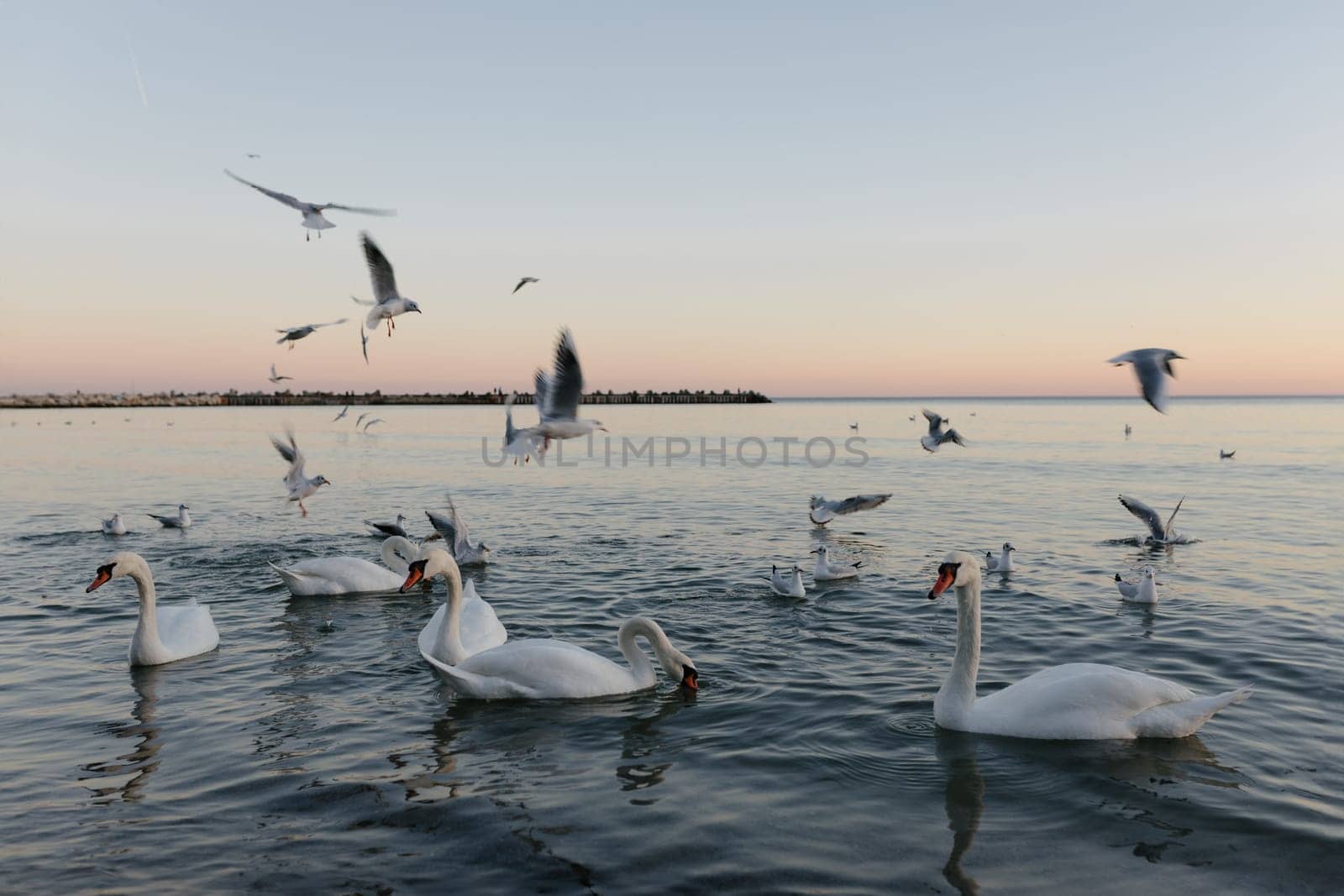 A flock of white swans in the calm waters of the Black Sea in Varna, Bulgaria