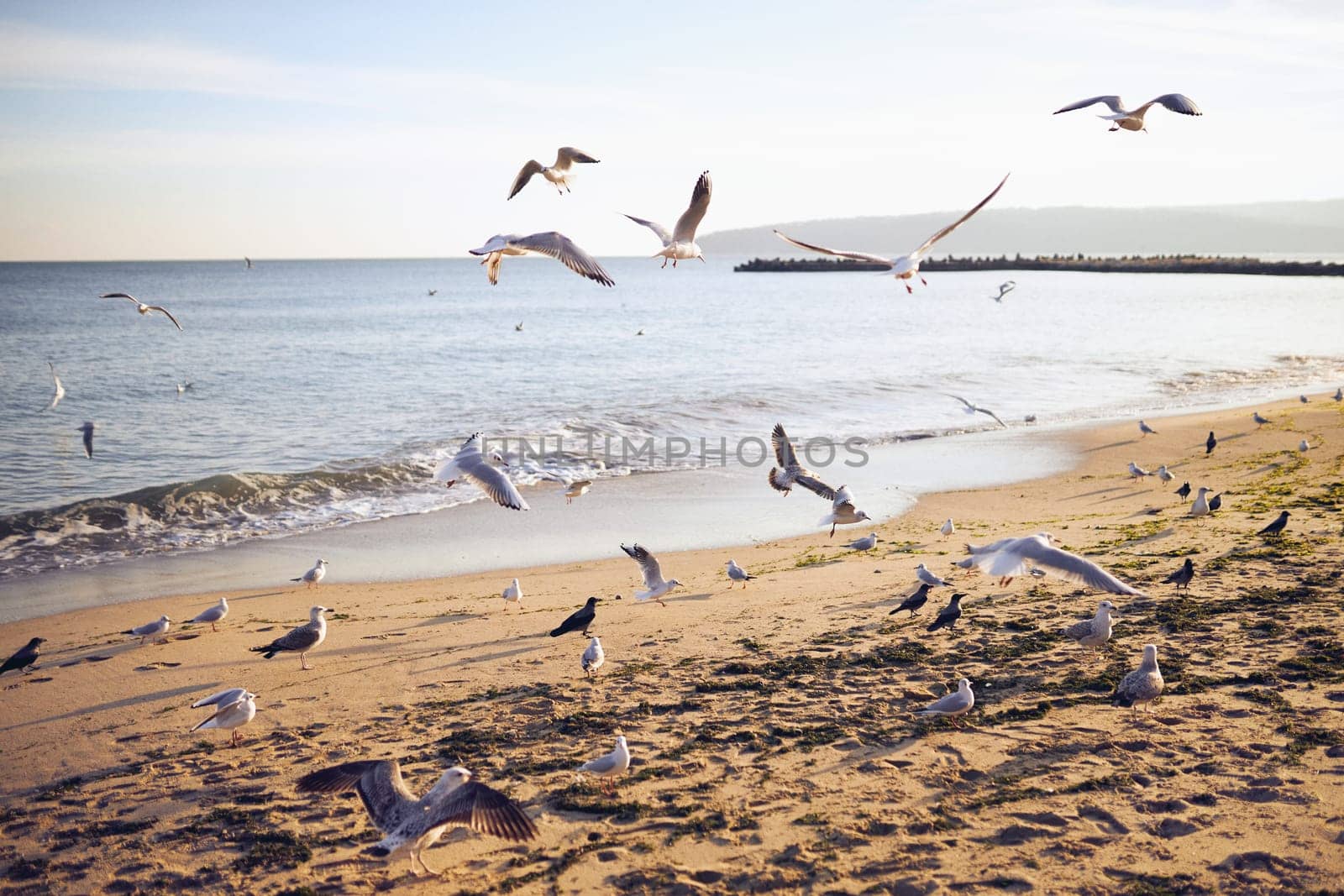 A flock of seagulls are flying over a beach. The sky is blue and the water is calm
